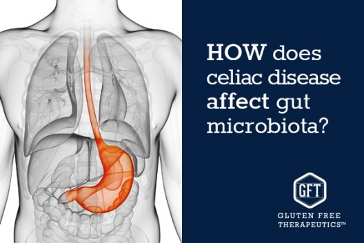 Celiac Patients And Gut Microbiota | Gluten Free Therapeutics